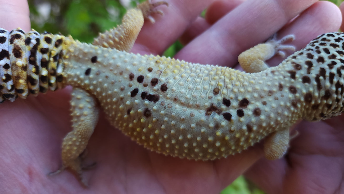 Female Hypo Leopard Gecko