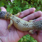 Female Hypo Leopard Gecko