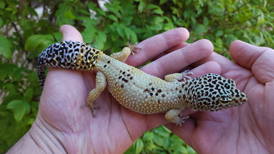 Female Hypo Leopard Gecko