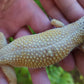 Female Inferno Bold Emerine Cross Leopard Gecko