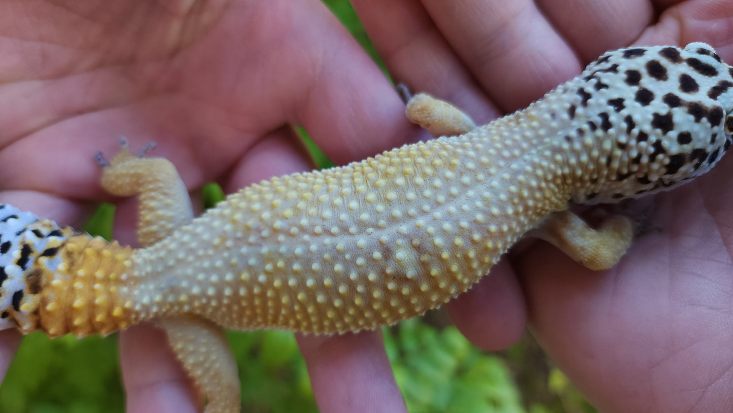 Female Inferno Bold Emerine Cross Leopard Gecko