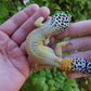 Female Inferno Bold Emerine Cross Leopard Gecko