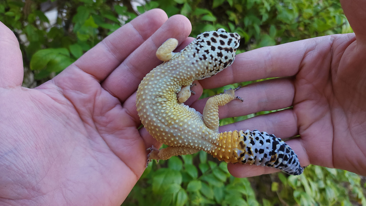 Female Inferno Bold Emerine Cross Leopard Gecko