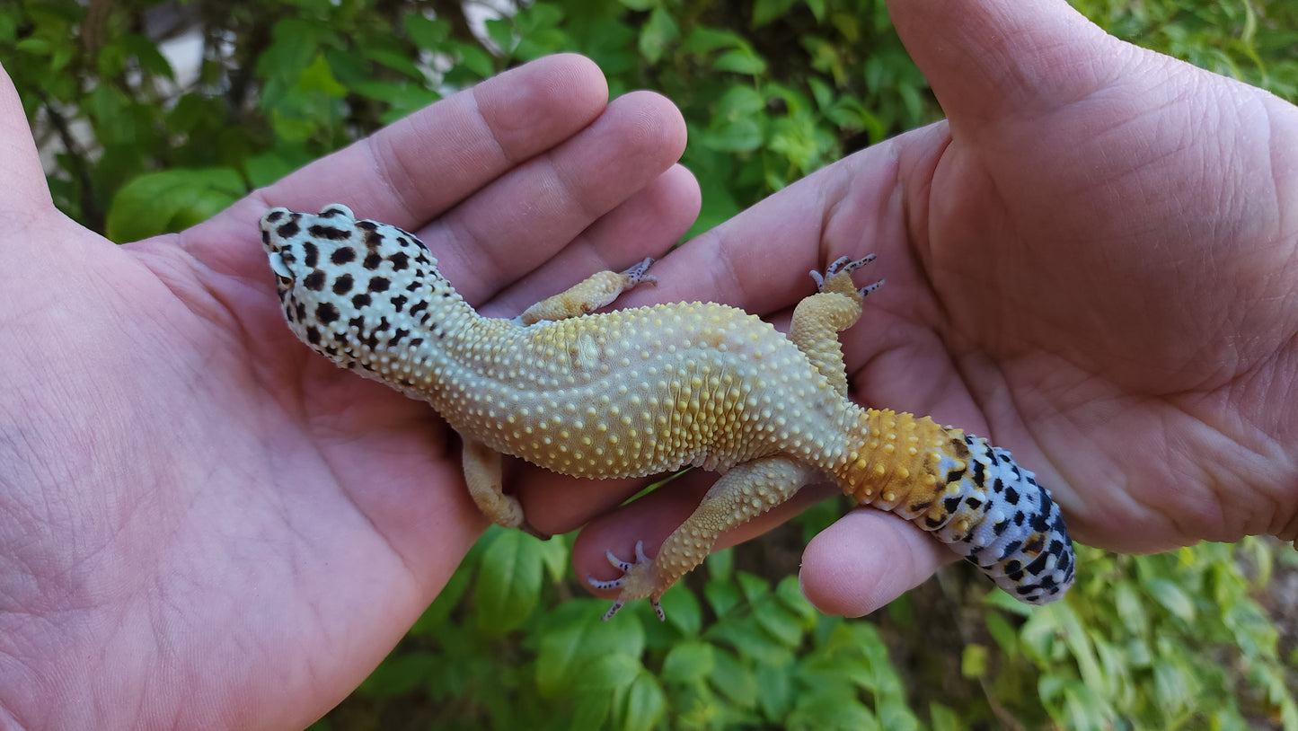 Female Inferno Bold Emerine Cross Leopard Gecko
