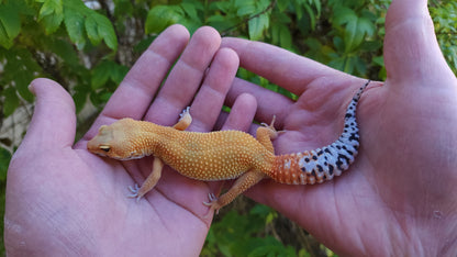 Female Mandarin Inferno Cross Leopard Gecko