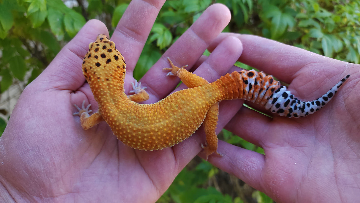 Female Mandarin Inferno Cross Leopard Gecko