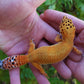 Female Mandarin Inferno Cross Leopard Gecko