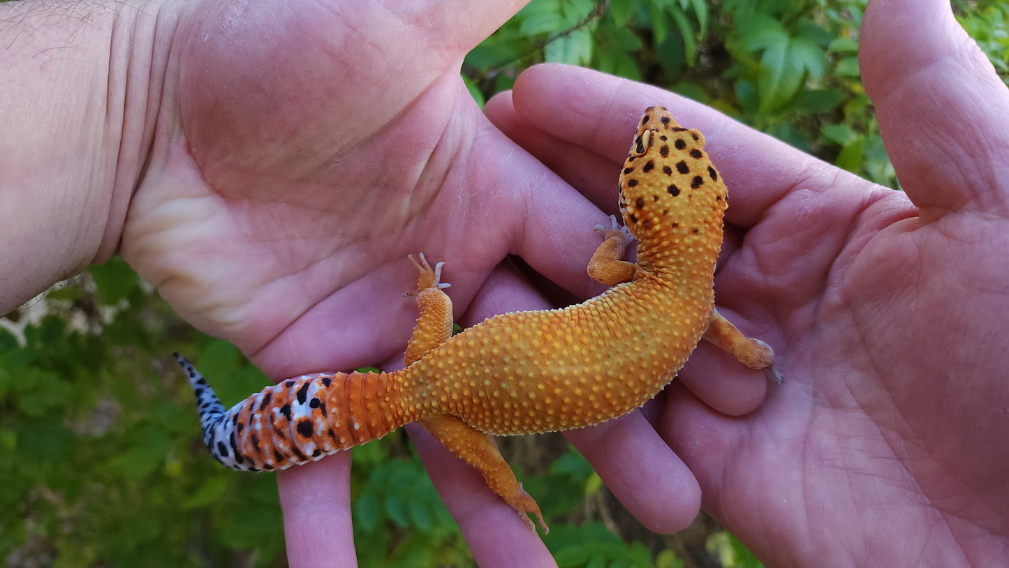 Female Mandarin Inferno Cross Leopard Gecko