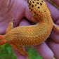 Female Mandarin Inferno Cross Leopard Gecko