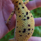 Female Inferno Hyper Xanthic Bold Emerine Cross Leopard Gecko