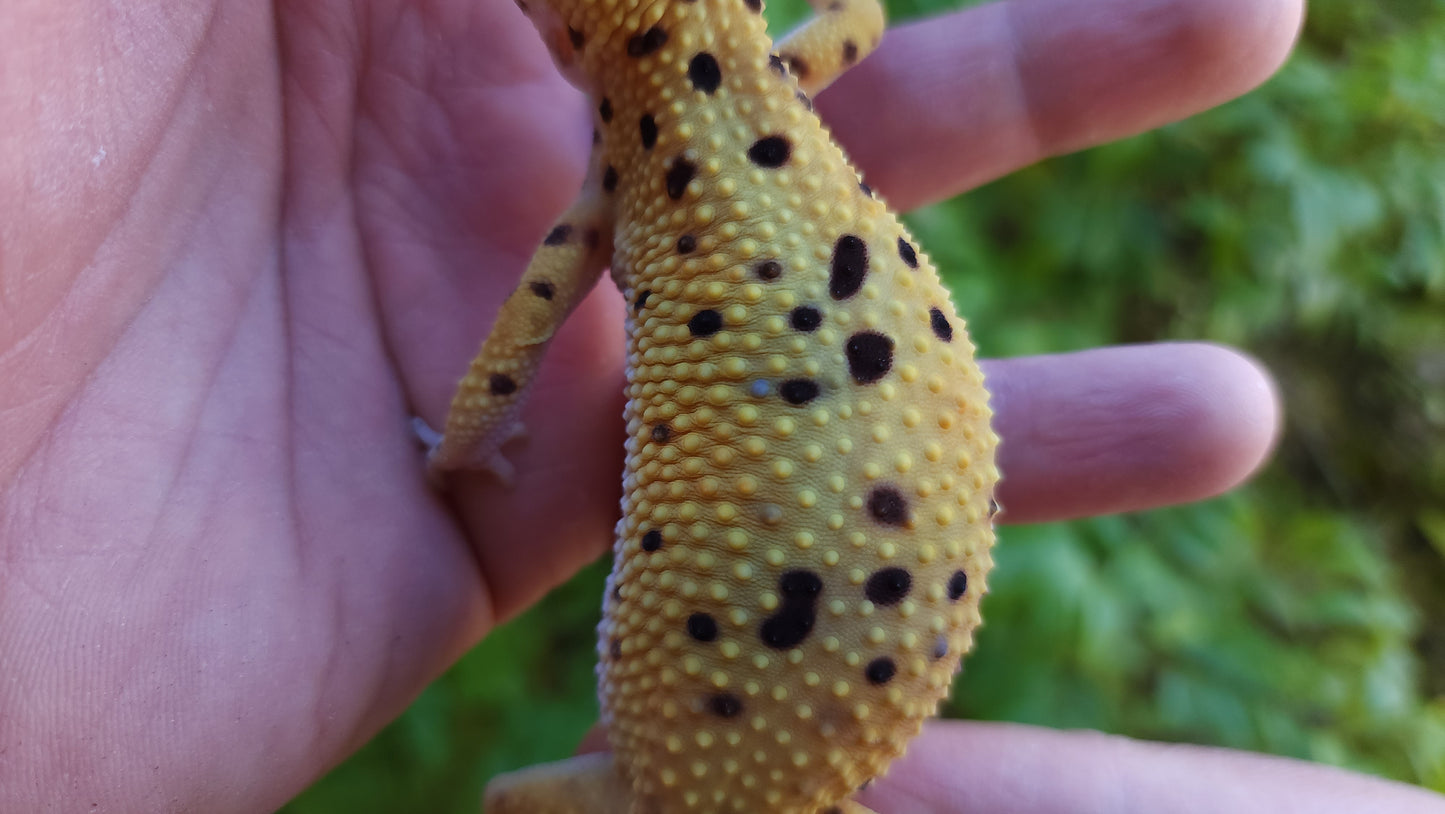 Female Inferno Hyper Xanthic Bold Emerine Cross Leopard Gecko