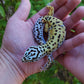 Female Hyper Xanthic Bold Emerine Halloween Mask Leopard Gecko