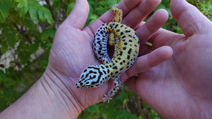 Female Hyper Xanthic Bold Emerine Halloween Mask Leopard Gecko
