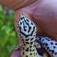 Female Hyper Xanthic Bold Emerine Halloween Mask Leopard Gecko