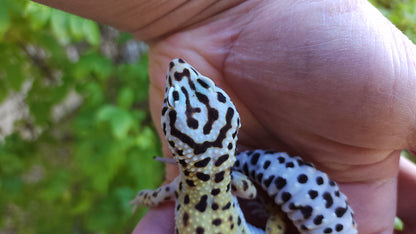 Female Hyper Xanthic Bold Emerine Halloween Mask Leopard Gecko