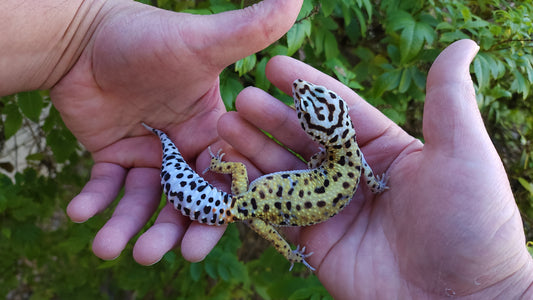 Female Hyper Xanthic Bold Emerine Halloween Mask Leopard Gecko