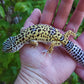 Female Fasciolatus Turcmenicus Macularius Cross Leopard Gecko
