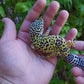Female Fasciolatus Turcmenicus Macularius Cross Leopard Gecko
