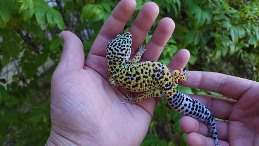 Female Fasciolatus Turcmenicus Macularius Cross Leopard Gecko