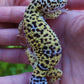 Female Fasciolatus Turcmenicus Macularius Cross Leopard Gecko