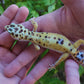 Female White & Yellow Bold Emerine Leopard Gecko
