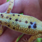 Female White & Yellow Bold Emerine Leopard Gecko