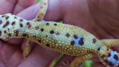 Female White & Yellow Bold Emerine Leopard Gecko