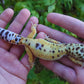 Female White & Yellow Bold Emerine Leopard Gecko