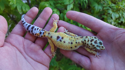 Female White & Yellow Bold Emerine Leopard Gecko