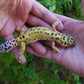 Female Inferno Bold Emerine Leopard Gecko