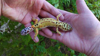 Female Inferno Bold Emerine Leopard Gecko