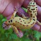 Female Inferno Bold Emerine Leopard Gecko
