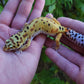 Female Inferno Bold Emerine Leopard Gecko