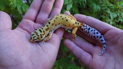 Female Inferno Bold Emerine Leopard Gecko
