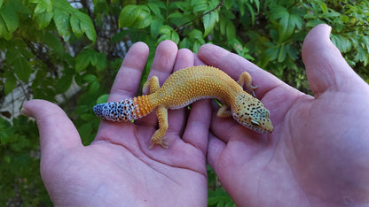 Female Blood Bold Emerine Cross Leopard Gecko