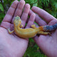 Female Blood Bold Emerine Cross Leopard Gecko