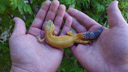 Female Blood Bold Emerine Cross Leopard Gecko