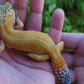 Female Blood Bold Emerine Cross Leopard Gecko