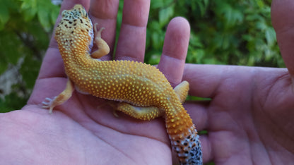 Female Blood Bold Emerine Cross Leopard Gecko