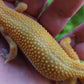 Female Blood Bold Emerine Cross Leopard Gecko