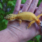 Female Inferno Bold Emerine Cross Leopard Gecko