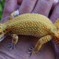 Female Inferno Bold Emerine Cross Leopard Gecko