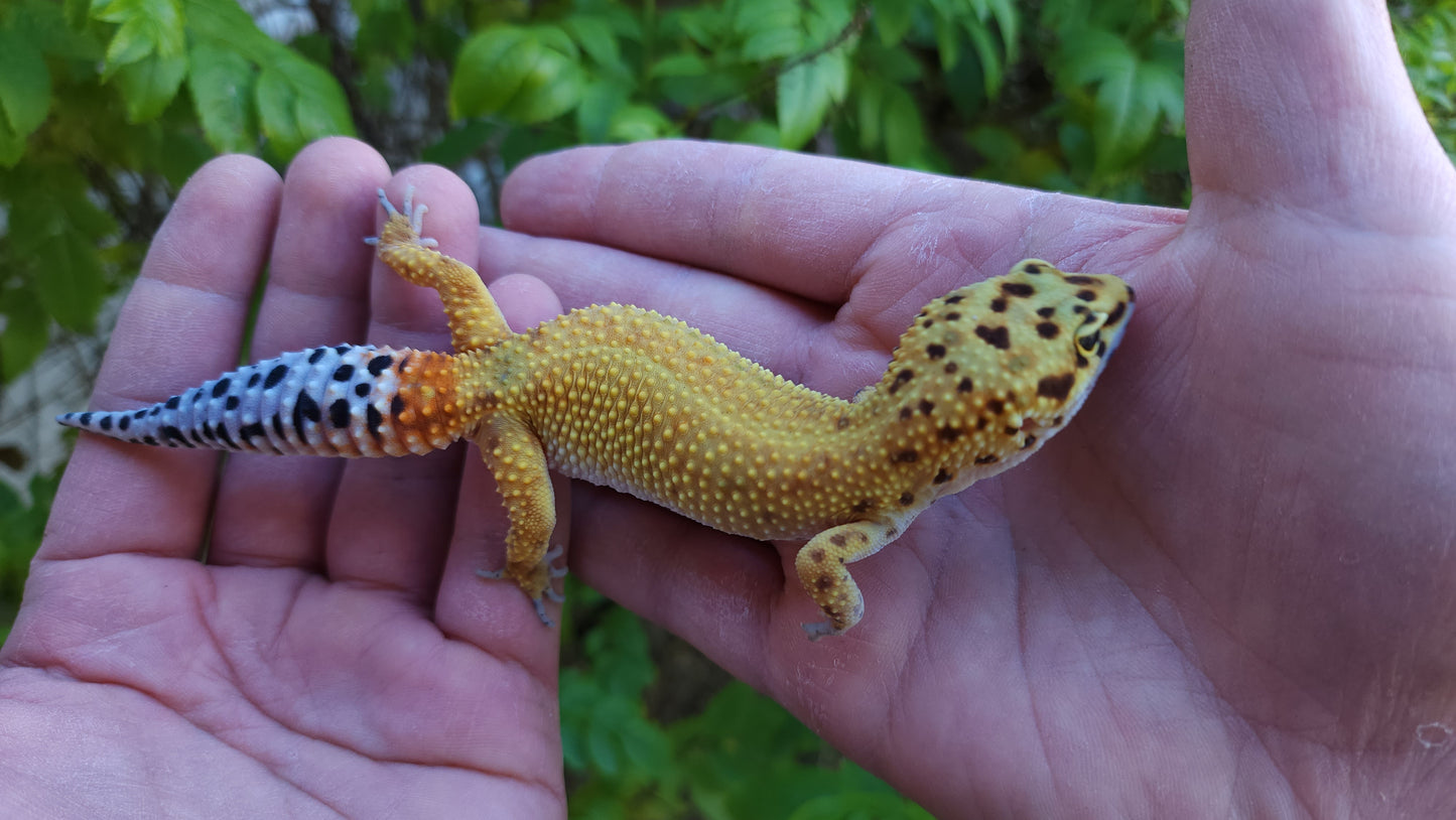 Female Inferno Bold Emerine Cross Leopard Gecko