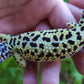 Female Afghanicus Bold Cross Leopard Gecko