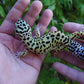 Female Afghanicus Bold Cross Leopard Gecko