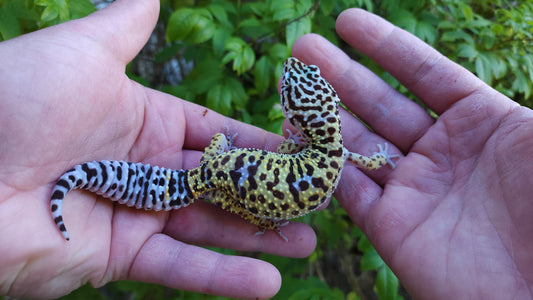 Female Fasciolatus Inferno Cross Leopard Gecko