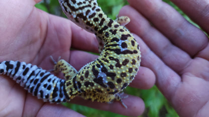 Female Fasciolatus Inferno Cross Leopard Gecko
