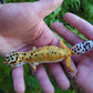 Female Mandarin Bold Emerine Cross Leopard Gecko