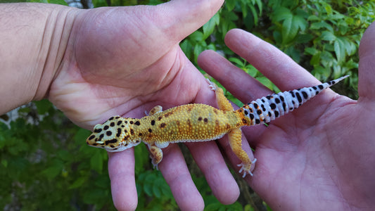 Female Mandarin Bold Emerine Cross Leopard Gecko