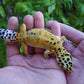 Female Mandarin Bold Emerine Cross Leopard Gecko
